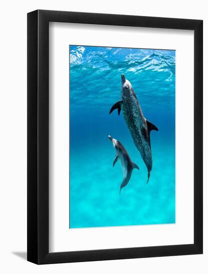 Atlantic spotted dolphin, Atlantic Ocean-Alex Mustard-Framed Photographic Print
