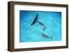 Atlantic spotted dolphin mother and young swimming over a shallow, sandy seabed. Bahamas-Alex Mustard-Framed Photographic Print