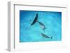 Atlantic spotted dolphin mother and young swimming over a shallow, sandy seabed. Bahamas-Alex Mustard-Framed Photographic Print