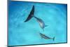 Atlantic spotted dolphin mother and young swimming over a shallow, sandy seabed. Bahamas-Alex Mustard-Mounted Photographic Print