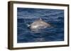 Atlantic Spotted Dolphin (Stenella Frontalis) Breaking from the Sea in a Low Leap, Senegal-Mick Baines-Framed Photographic Print