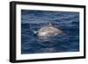 Atlantic Spotted Dolphin (Stenella Frontalis) Breaking from the Sea in a Low Leap, Senegal-Mick Baines-Framed Photographic Print