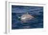 Atlantic Spotted Dolphin (Stenella Frontalis) Breaking from the Sea in a Low Leap, Senegal-Mick Baines-Framed Photographic Print