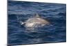 Atlantic Spotted Dolphin (Stenella Frontalis) Breaking from the Sea in a Low Leap, Senegal-Mick Baines-Mounted Photographic Print