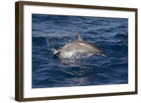 Atlantic Spotted Dolphin (Stenella Frontalis) Breaking from the Sea in a Low Leap, Senegal-Mick Baines-Framed Photographic Print