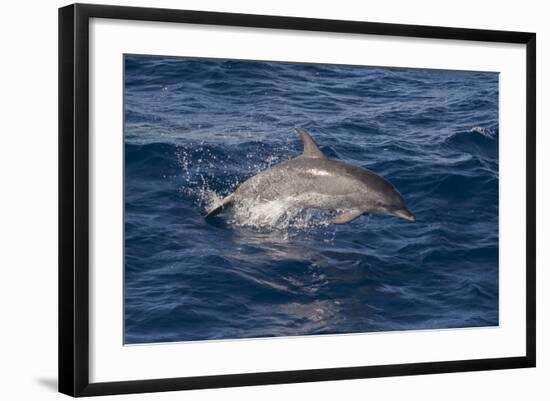 Atlantic Spotted Dolphin (Stenella Frontalis) Breaking from the Sea in a Low Leap, Senegal-Mick Baines-Framed Photographic Print