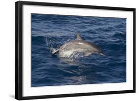 Atlantic Spotted Dolphin (Stenella Frontalis) Breaking from the Sea in a Low Leap, Senegal-Mick Baines-Framed Photographic Print