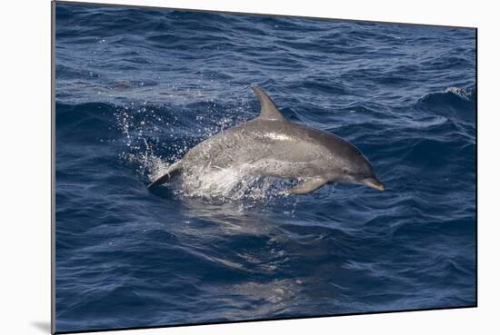 Atlantic Spotted Dolphin (Stenella Frontalis) Breaking from the Sea in a Low Leap, Senegal-Mick Baines-Mounted Photographic Print
