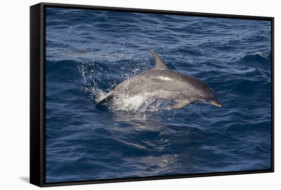 Atlantic Spotted Dolphin (Stenella Frontalis) Breaking from the Sea in a Low Leap, Senegal-Mick Baines-Framed Stretched Canvas