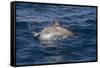 Atlantic Spotted Dolphin (Stenella Frontalis) Breaking from the Sea in a Low Leap, Senegal-Mick Baines-Framed Stretched Canvas