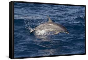 Atlantic Spotted Dolphin (Stenella Frontalis) Breaking from the Sea in a Low Leap, Senegal-Mick Baines-Framed Stretched Canvas