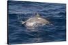 Atlantic Spotted Dolphin (Stenella Frontalis) Breaking from the Sea in a Low Leap, Senegal-Mick Baines-Stretched Canvas