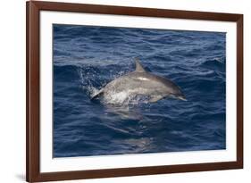 Atlantic Spotted Dolphin (Stenella Frontalis) Breaking from the Sea in a Low Leap, Senegal-Mick Baines-Framed Photographic Print