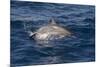 Atlantic Spotted Dolphin (Stenella Frontalis) Breaking from the Sea in a Low Leap, Senegal-Mick Baines-Mounted Photographic Print