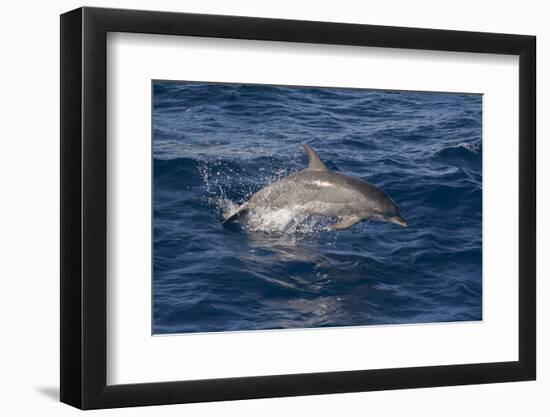 Atlantic Spotted Dolphin (Stenella Frontalis) Breaking from the Sea in a Low Leap, Senegal-Mick Baines-Framed Photographic Print