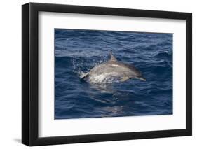 Atlantic Spotted Dolphin (Stenella Frontalis) Breaking from the Sea in a Low Leap, Senegal-Mick Baines-Framed Photographic Print