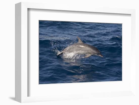 Atlantic Spotted Dolphin (Stenella Frontalis) Breaking from the Sea in a Low Leap, Senegal-Mick Baines-Framed Photographic Print