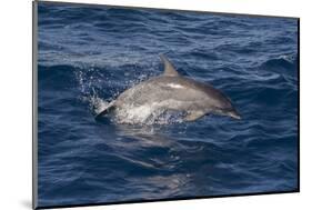 Atlantic Spotted Dolphin (Stenella Frontalis) Breaking from the Sea in a Low Leap, Senegal-Mick Baines-Mounted Photographic Print