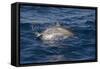 Atlantic Spotted Dolphin (Stenella Frontalis) Breaking from the Sea in a Low Leap, Senegal-Mick Baines-Framed Stretched Canvas