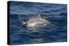 Atlantic Spotted Dolphin (Stenella Frontalis) Breaking from the Sea in a Low Leap, Senegal-Mick Baines-Stretched Canvas