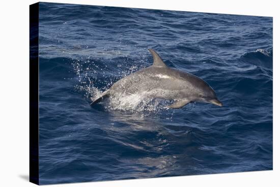 Atlantic Spotted Dolphin (Stenella Frontalis) Breaking from the Sea in a Low Leap, Senegal-Mick Baines-Stretched Canvas