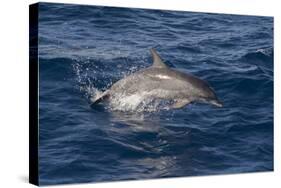 Atlantic Spotted Dolphin (Stenella Frontalis) Breaking from the Sea in a Low Leap, Senegal-Mick Baines-Stretched Canvas