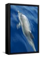 Atlantic Spotted Dolphin (Stenella Frontalis) Surfacing, Pico, Azores, Portugal, June-Lundgren-Framed Stretched Canvas