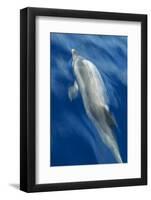 Atlantic Spotted Dolphin (Stenella Frontalis) Surfacing, Pico, Azores, Portugal, June-Lundgren-Framed Photographic Print