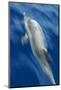 Atlantic Spotted Dolphin (Stenella Frontalis) Surfacing, Pico, Azores, Portugal, June-Lundgren-Mounted Photographic Print