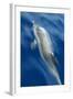 Atlantic Spotted Dolphin (Stenella Frontalis) Surfacing, Pico, Azores, Portugal, June-Lundgren-Framed Photographic Print