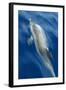 Atlantic Spotted Dolphin (Stenella Frontalis) Surfacing, Pico, Azores, Portugal, June-Lundgren-Framed Photographic Print