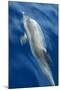 Atlantic Spotted Dolphin (Stenella Frontalis) Surfacing, Pico, Azores, Portugal, June-Lundgren-Mounted Photographic Print