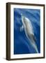 Atlantic Spotted Dolphin (Stenella Frontalis) Surfacing, Pico, Azores, Portugal, June-Lundgren-Framed Photographic Print