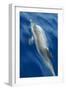 Atlantic Spotted Dolphin (Stenella Frontalis) Surfacing, Pico, Azores, Portugal, June-Lundgren-Framed Photographic Print