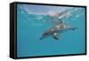 Atlantic Spotted Dolphin, Stenella Frontalis, Usa, Fl, Florida, Atlantic Ocean-Reinhard Dirscherl-Framed Stretched Canvas