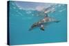 Atlantic Spotted Dolphin, Stenella Frontalis, Usa, Fl, Florida, Atlantic Ocean-Reinhard Dirscherl-Stretched Canvas