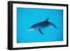 Atlantic Spotted Dolphin, Stenella Frontalis, Usa, Fl, Florida, Atlantic Ocean-Reinhard Dirscherl-Framed Photographic Print