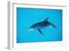 Atlantic Spotted Dolphin, Stenella Frontalis, Usa, Fl, Florida, Atlantic Ocean-Reinhard Dirscherl-Framed Photographic Print