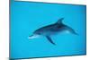 Atlantic Spotted Dolphin, Stenella Frontalis, Usa, Fl, Florida, Atlantic Ocean-Reinhard Dirscherl-Mounted Photographic Print