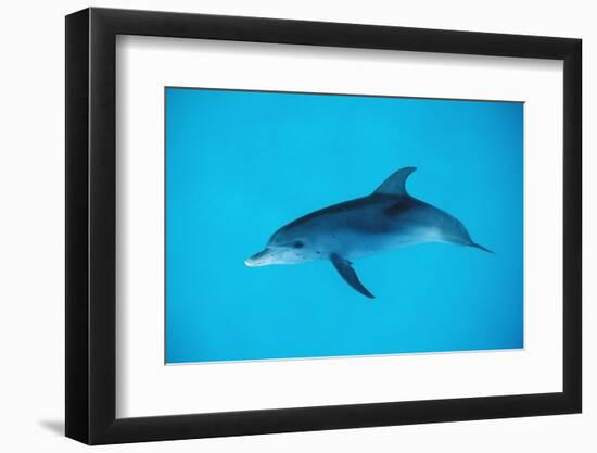 Atlantic Spotted Dolphin, Stenella Frontalis, Usa, Fl, Florida, Atlantic Ocean-Reinhard Dirscherl-Framed Photographic Print