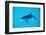 Atlantic Spotted Dolphin, Stenella Frontalis, Usa, Fl, Florida, Atlantic Ocean-Reinhard Dirscherl-Framed Photographic Print