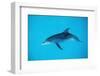 Atlantic Spotted Dolphin, Stenella Frontalis, Usa, Fl, Florida, Atlantic Ocean-Reinhard Dirscherl-Framed Photographic Print