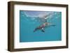 Atlantic Spotted Dolphin, Stenella Frontalis, Usa, Fl, Florida, Atlantic Ocean-Reinhard Dirscherl-Framed Photographic Print