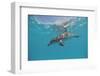 Atlantic Spotted Dolphin, Stenella Frontalis, Usa, Fl, Florida, Atlantic Ocean-Reinhard Dirscherl-Framed Photographic Print