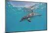 Atlantic Spotted Dolphin, Stenella Frontalis, Usa, Fl, Florida, Atlantic Ocean-Reinhard Dirscherl-Mounted Photographic Print