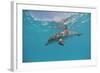 Atlantic Spotted Dolphin, Stenella Frontalis, Usa, Fl, Florida, Atlantic Ocean-Reinhard Dirscherl-Framed Photographic Print