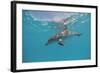 Atlantic Spotted Dolphin, Stenella Frontalis, Usa, Fl, Florida, Atlantic Ocean-Reinhard Dirscherl-Framed Photographic Print