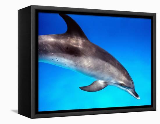 Atlantic Spotted Dolphin-Bill Varie-Framed Stretched Canvas