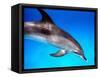 Atlantic Spotted Dolphin-Bill Varie-Framed Stretched Canvas