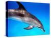 Atlantic Spotted Dolphin-Bill Varie-Stretched Canvas